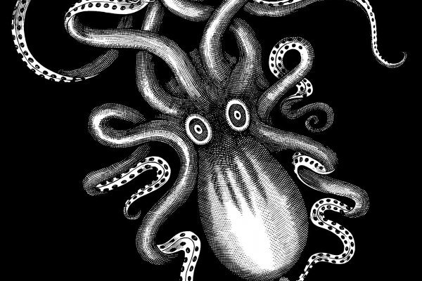 Kraken19 at