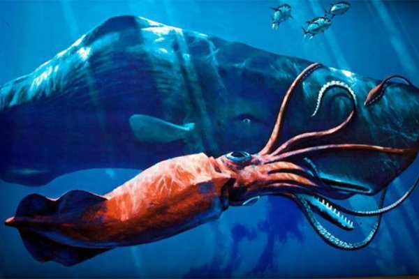 Kraken official